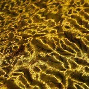 What Is Golden Phoebe Wood? The Imperial Timber of Ancient China
